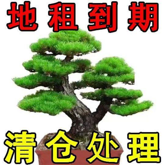 迎客松真树罗汉松地柏室内盆栽客厅庭院造型盆景办公室绿植花盆