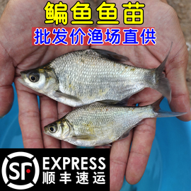 武昌鱼苗淡水养殖食用鳊，鱼苗活体扁鱼，小鳊鱼三角鲂团头鲂鱼苗