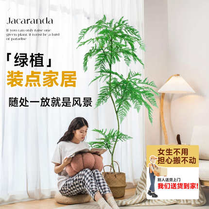 蓝花楹盆栽大树真花客厅大型绿植树落地阳台轻奢室内植物真树树苗
