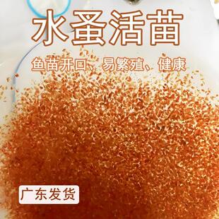 水蚤活体 繁殖开口水蚤卵蚤种活虫鱼苗饲料