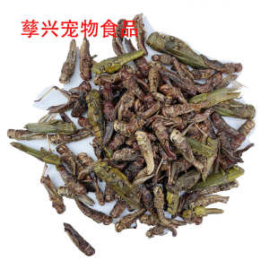 添恩 龙鱼观赏鱼饲料 厂家晒干烘干蚂蚱干 鸟龟饲料