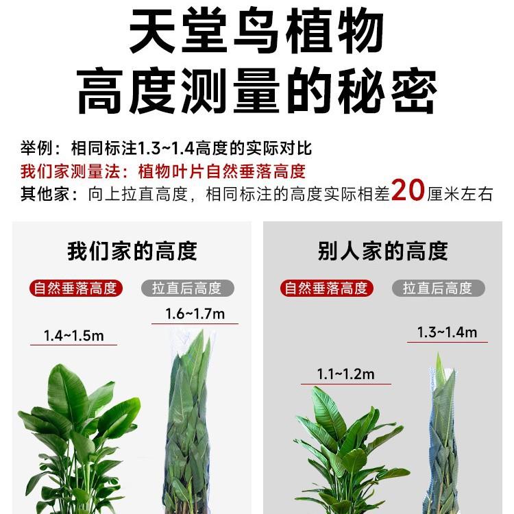天堂鸟盆栽室内客厅大型绿植办公室大叶植物高端鹤望兰除甲醛新房