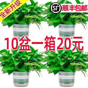 绿萝盆栽室内植物新房家用绿植客厅大叶水培绿植花卉长藤绿萝吊兰