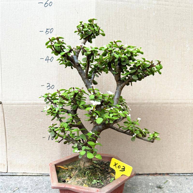 老桩金枝玉叶多盆阳栽 绿植WUA花卉盆景马齿苋树客厅台肉观叶四季