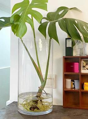 大号养龟背竹专用玻璃花瓶大口径高604030厘米的透明宽口水培器皿