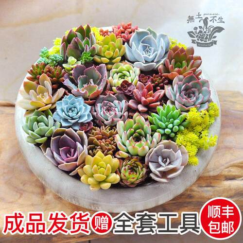 無土不生多肉组合盆栽多肉植物肉肉盆土套装成品发货教师节礼物