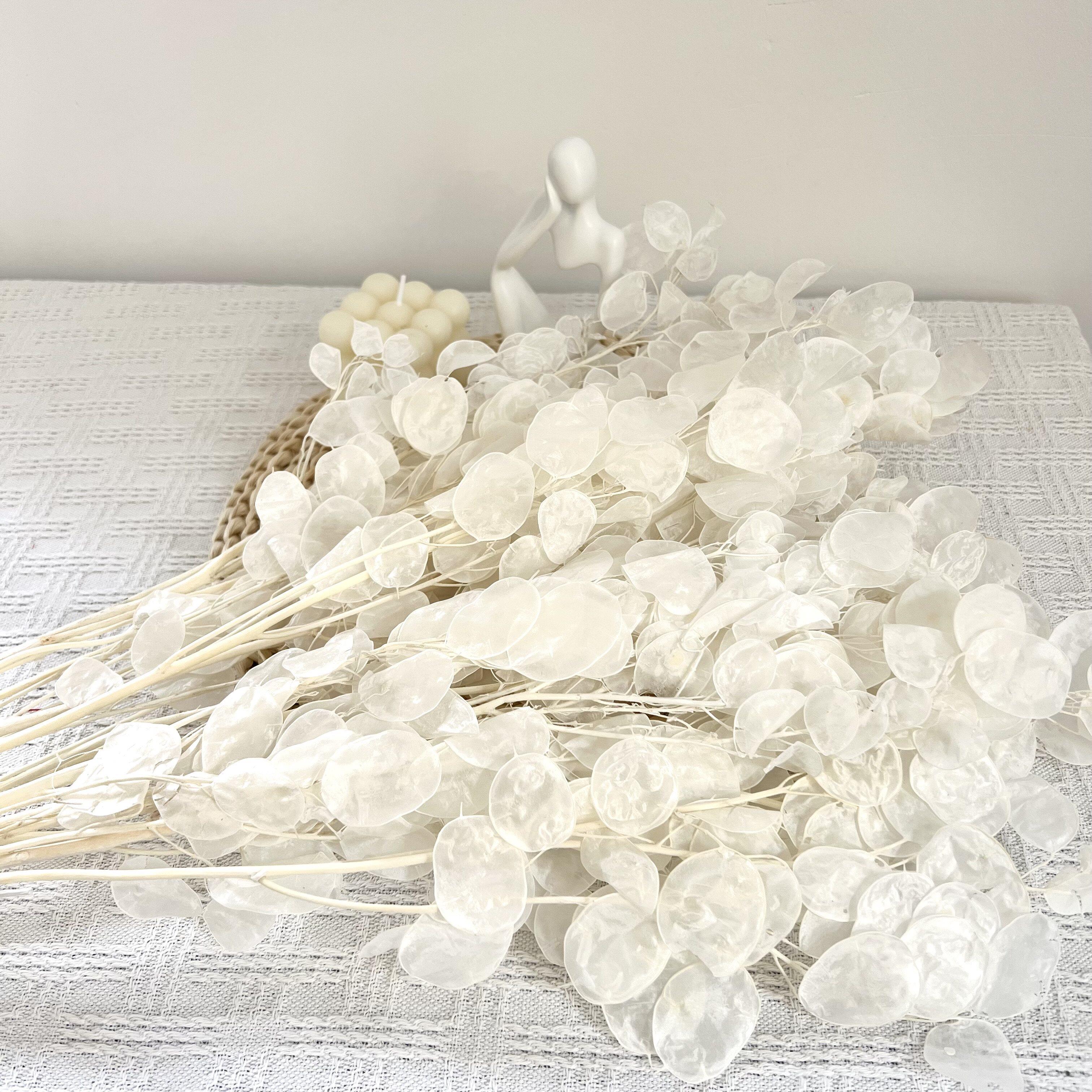 进口银扇叶永生花干燥花天然真花花束高端花材客厅橱窗装饰diy材