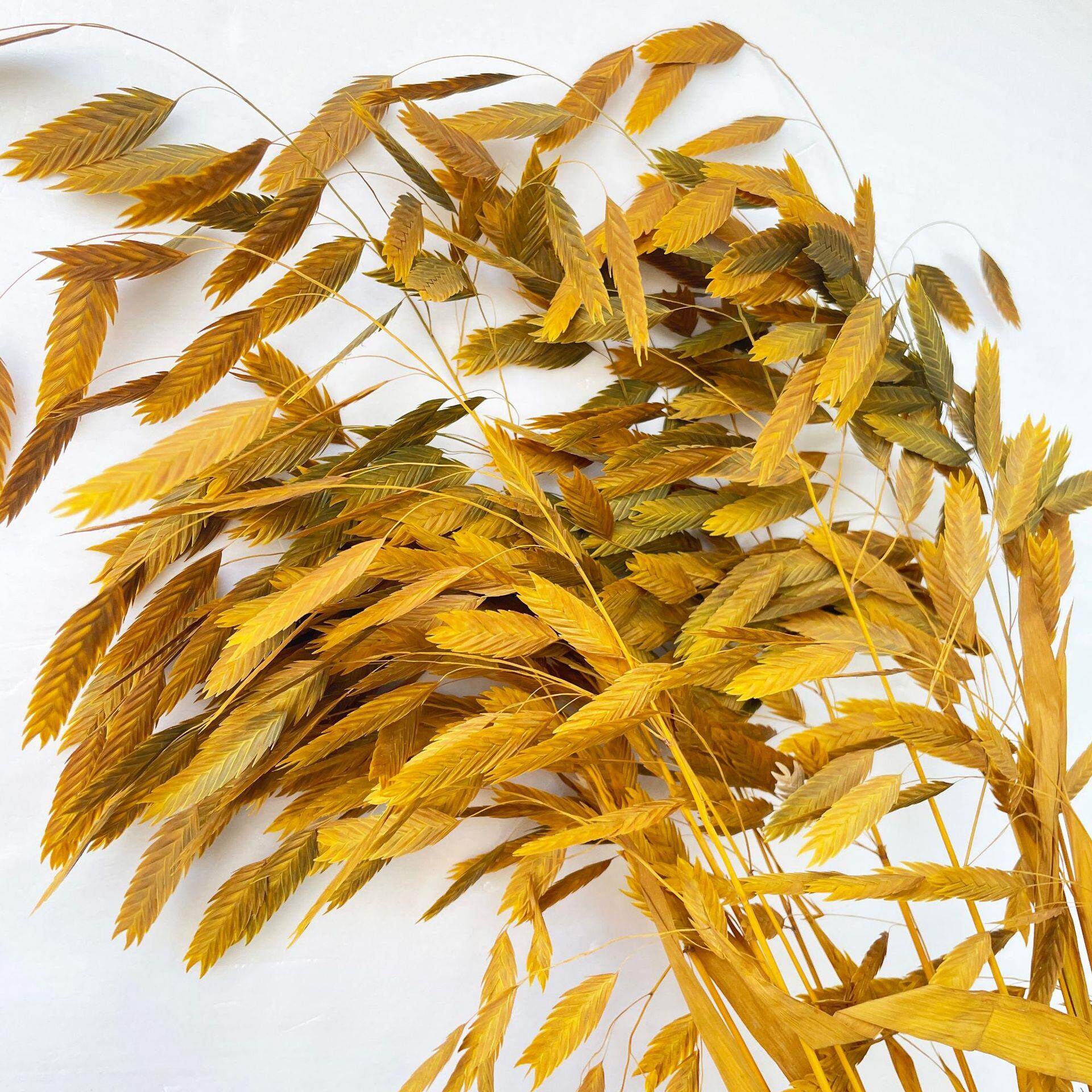 永生花小盼草干花花束清新自然家居装饰婚庆装饰小盼草凌风草