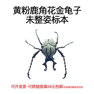 真昆虫未整姿黄粉鹿角花金龟湿虫标本手工DIY原虫标本DIY材料