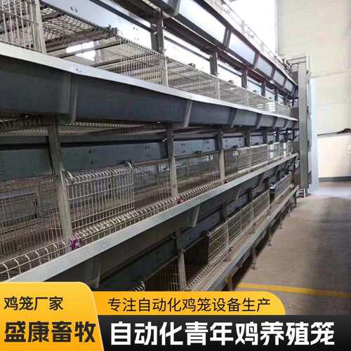 镀锌鸡笼全自动青年鸡笼层叠立式青年鸡笼设备自动一体化清粪笼