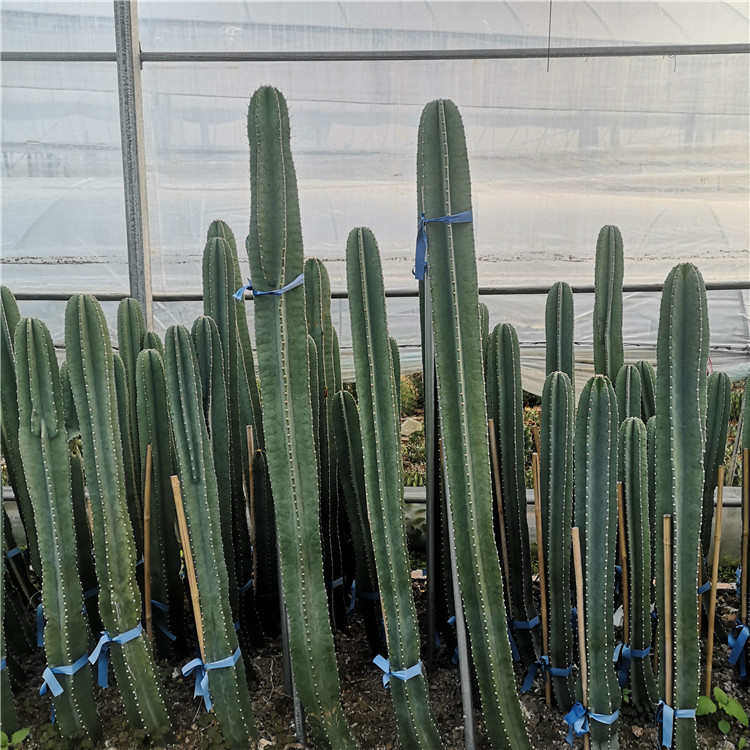 柱1柱量植物天天轮工程组合无尺沙生刺品种2 景观实例-仙人盆栽米