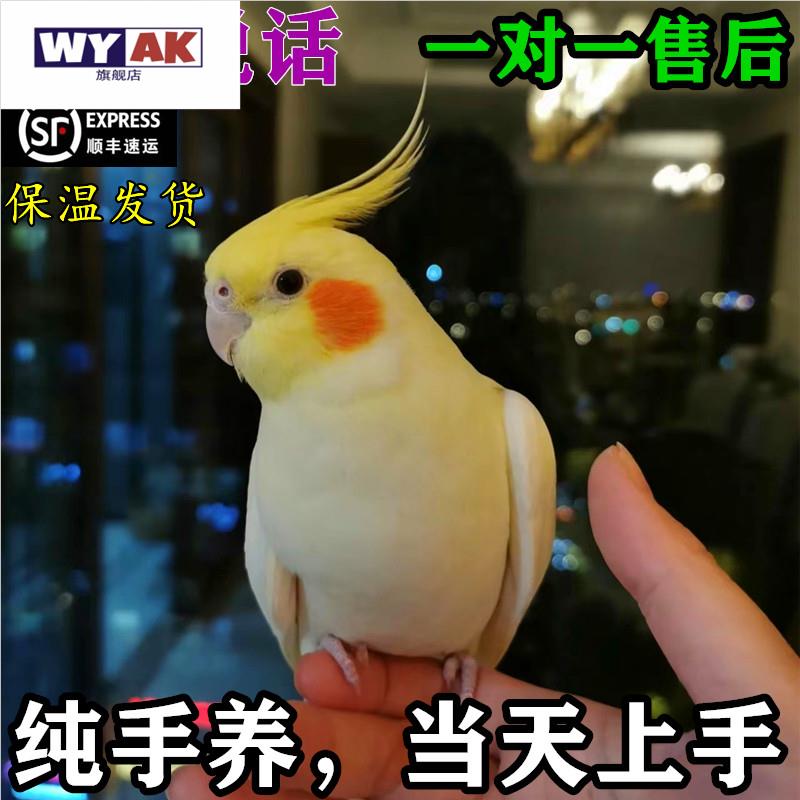 鹦鹉活鸟一公一母纯手养玄凤会学说话宠物原始灰雏鸟黄化幼鸟