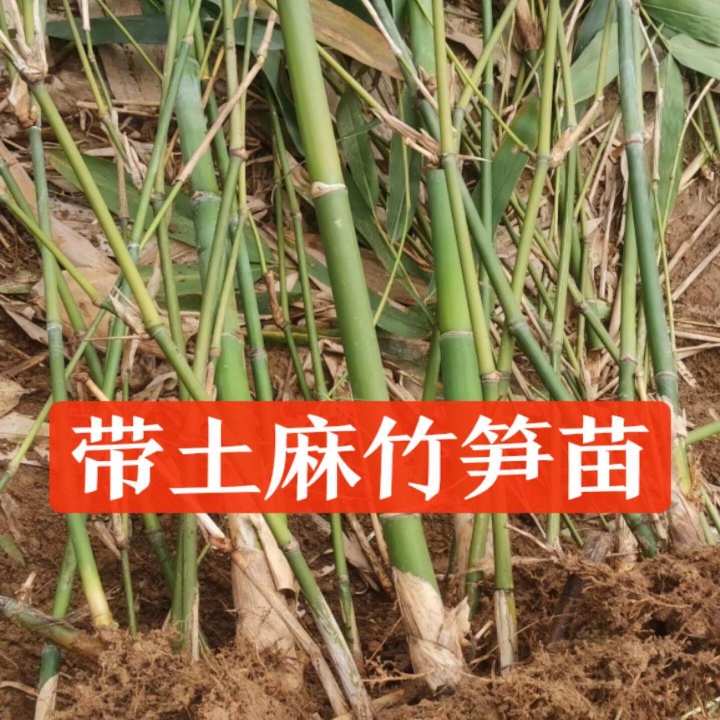 麻竹笋苗大头竹种麻竹苗竹子苗竹笋苗带土食用竹笋种植苗