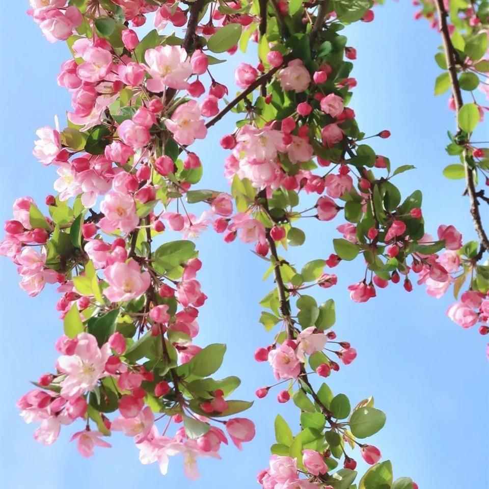 别墅庭院北美大型耐寒西府垂丝海棠花树苗阳台盆栽地栽绿化风景树