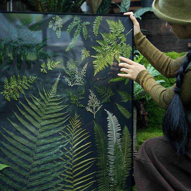 植物标本黑底蕨类植物标本北欧客厅挂画手工日式壁画装饰画组画