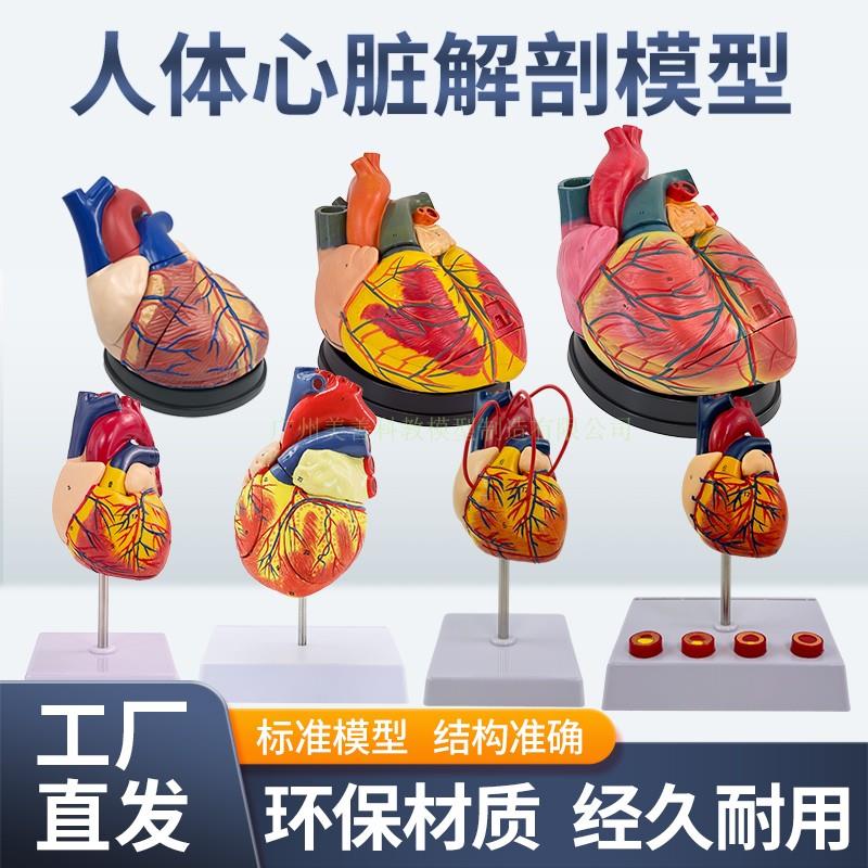 教学彷真1:1人体心脏模型B超彩超声波医学心内科自然大心脏解剖模
