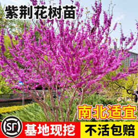 紫荆花树苗绿化植物室外庭院耐寒盆景，四季花卉工程苗木丛生紫荆花