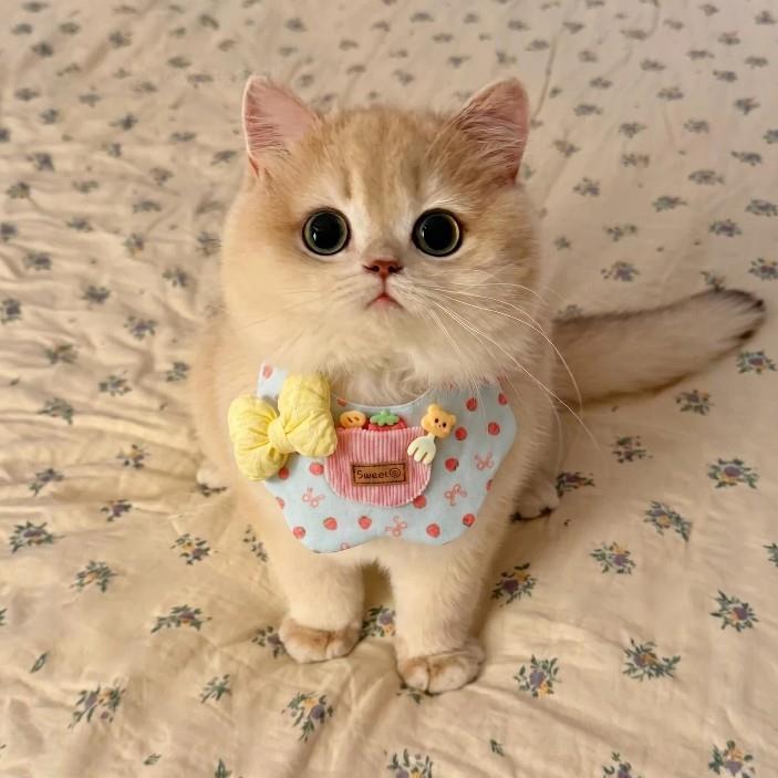 宠物口水巾狗狗围脖猫咪围兜装扮衣服小猫围脖衣服小配饰口水兜