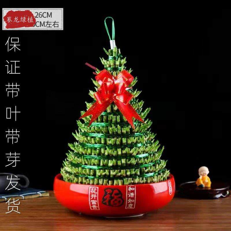 水培招财竹富贵竹转运竹开运竹宝塔竹节节高竹塔保证带叶带芽发货