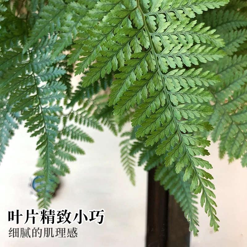 狼尾蕨盆栽老桩鹿角蕨挂板蕨类植物挂墙客厅室内垂吊绿植四季常青