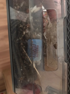 科沃斯地宝T8怎么样真的有像传得哪么神乎吗？