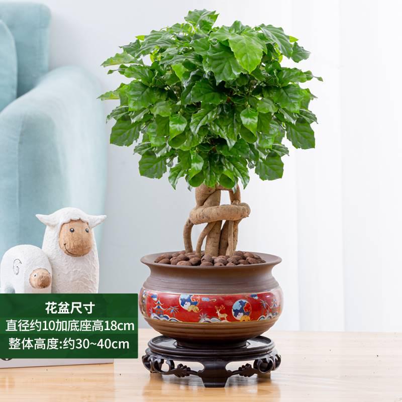净化绿花卉树幸福好甲醛空气养客厅吸植盆景室内盆栽四季常青植物