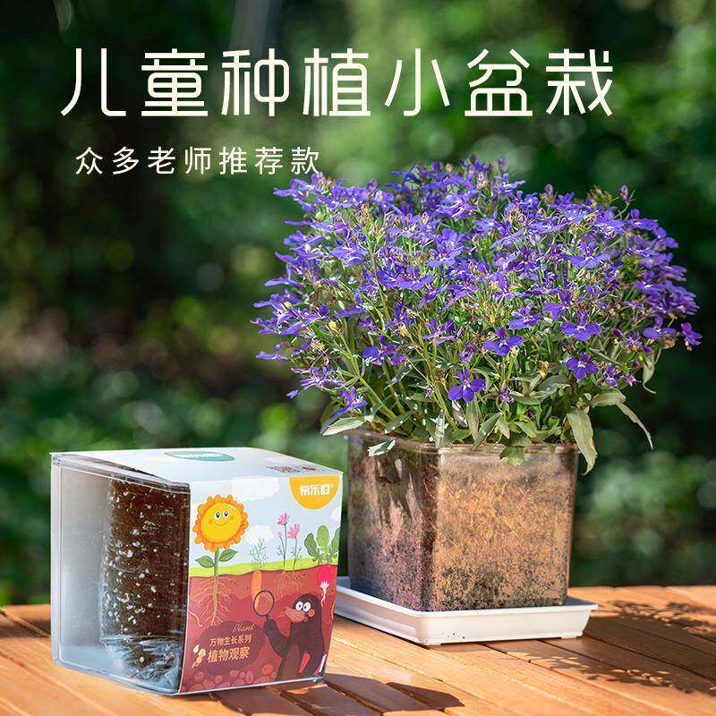 儿童种植小盆栽小学生科学实验观察套装透明盆花草种籽办公桌绿植