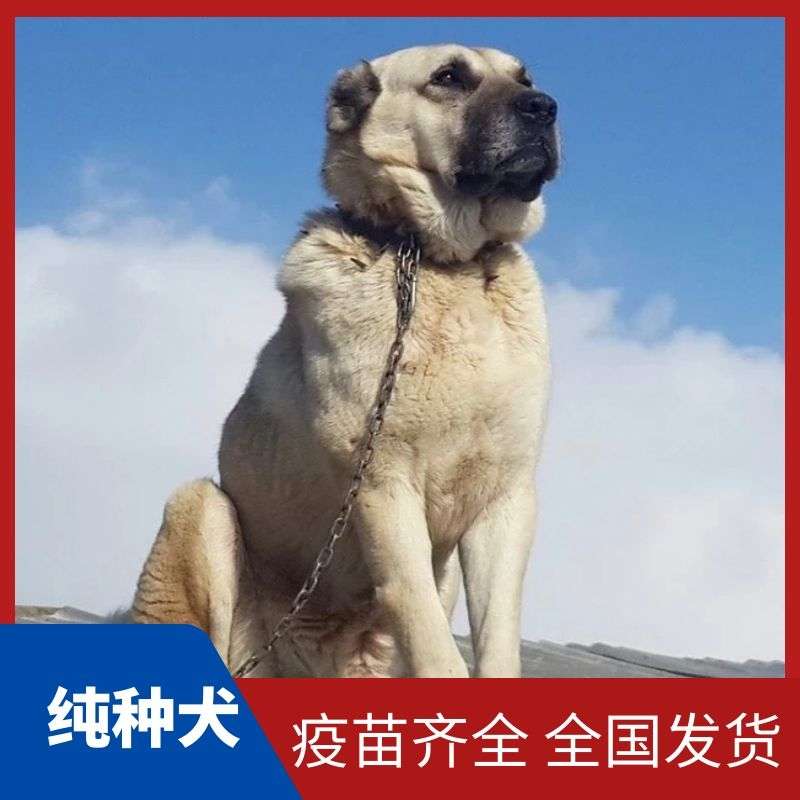 出售纯种坎高犬幼犬活体牧羊犬幼犬巨型中亚犬幼犬纯种大型护卫犬