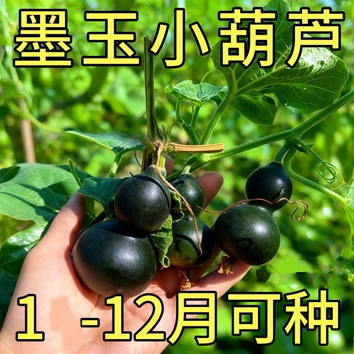 翠玉葫芦种子翡翠葫芦种子墨绿葫芦种子四季手捻小葫芦文玩葫芦籽