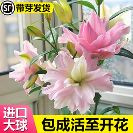 重瓣香水百合花种球四季开花好养易活盆栽鲜花庭院绿植物花卉种子