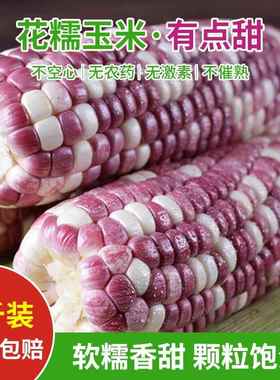 农家新鲜花糯玉米彩色紫色甜糯玉米生水果玉米棒带皮整箱现摘9斤