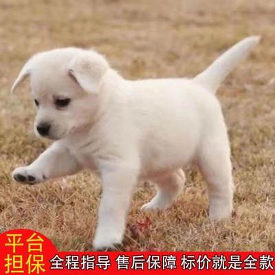 土狗中华田园犬农村土狗看家护院便宜大黄狗幼崽黄狗白面活体小狗