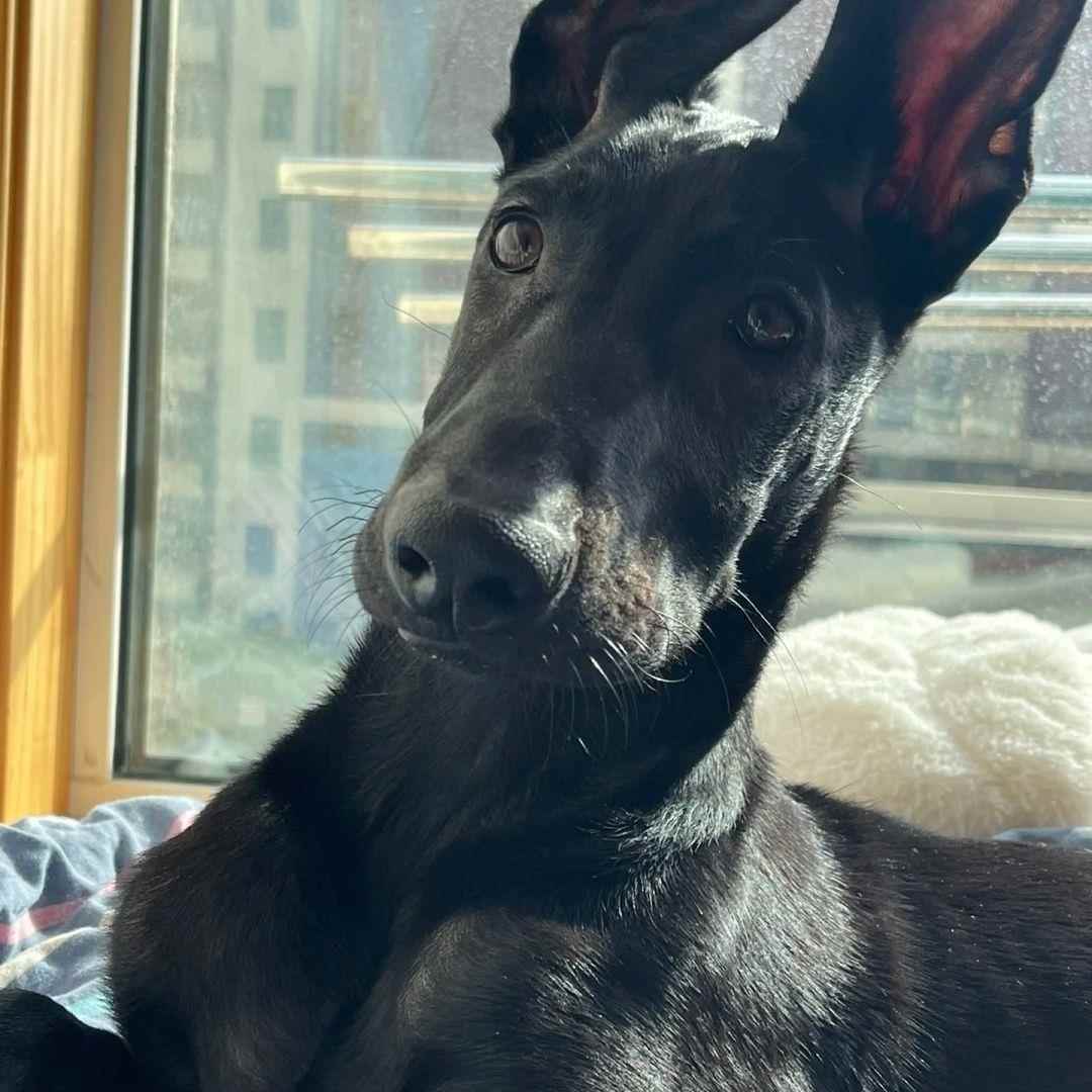 正宗黑狼犬幼宠中华纯黑狗全黑大型看家护院犬墨界黑狼犬猛犬护卫