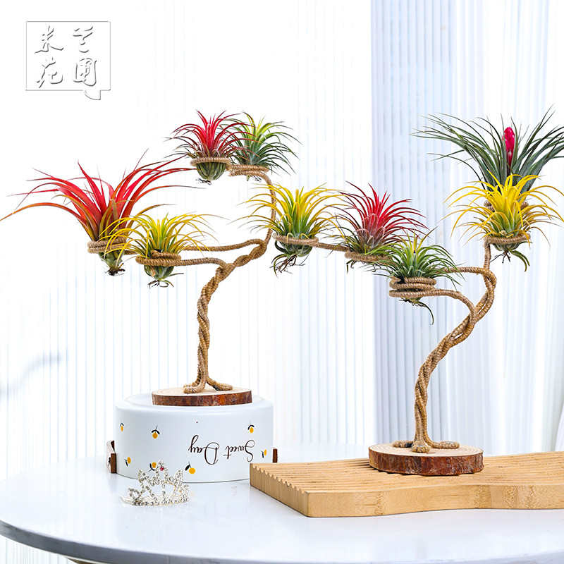 空气凤梨无土植物圆盘麻绳支架大白鹅熊猫装饰摆件花架花盆配饰