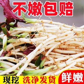 折耳根新鲜鱼腥草猪鼻孔当季野蔬菜嫩芽嫩根叶贵州凉拌下饭菜即食