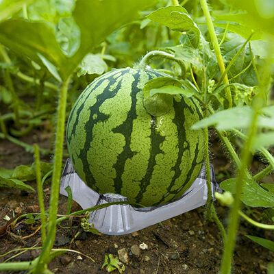 Watermelon tray support stand, suitable for growing cantalou