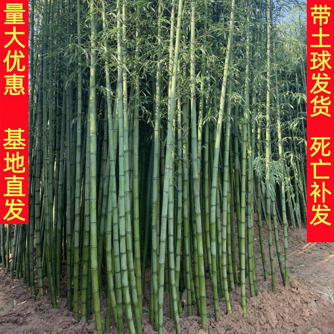 四季常青竹子苗庭院观赏植物盆栽四季常青耐寒紫竹青翠竹绿化苗木
