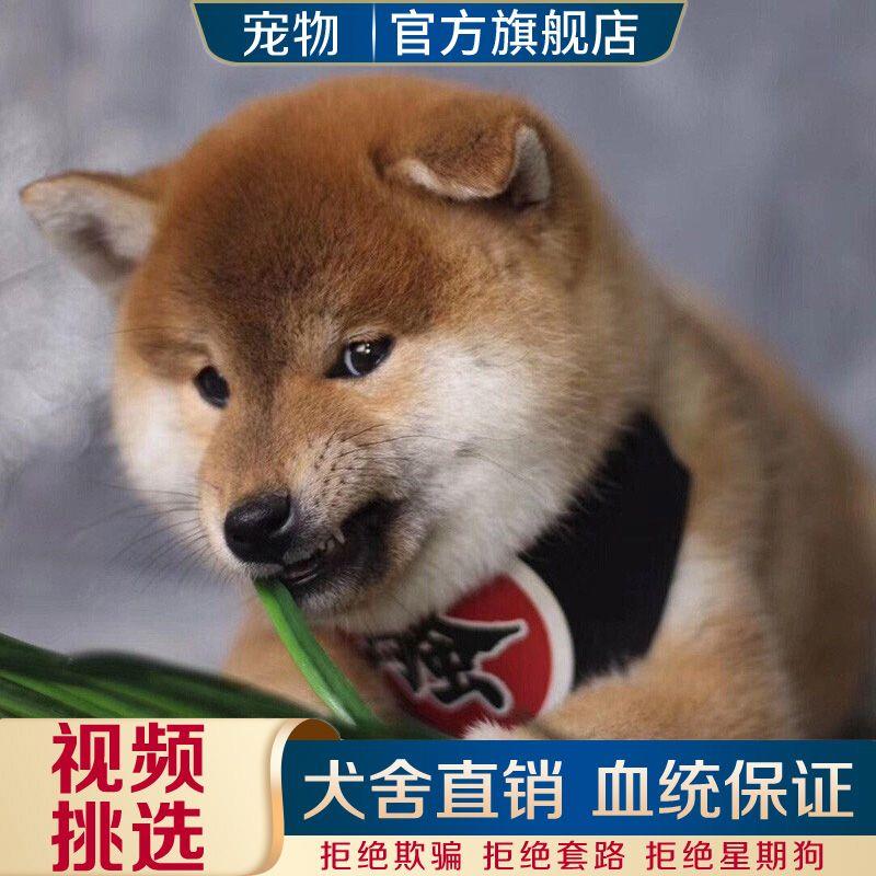 纯种家养宠悦奇看家护院