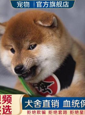 柴犬幼犬活物白色柴狗活的黑色豆柴日本柴犬纯种宠物狗短毛胡麻柴