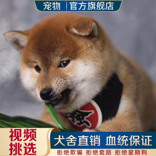 纯种家养宠悦奇看家护院