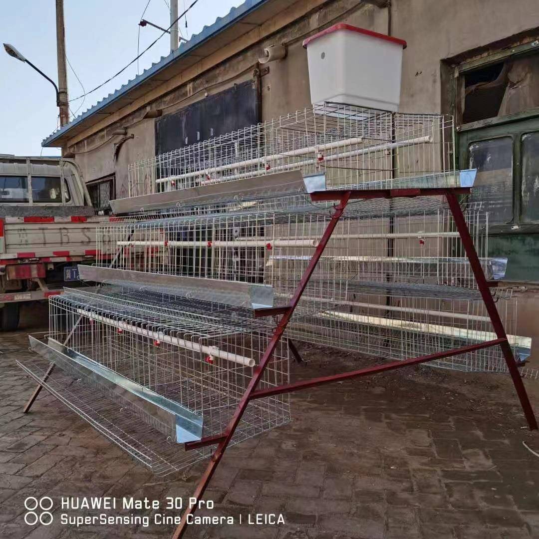 家庭养鸡笼家养加厚特大蛋鸡小鸡笼阶梯鸡舍自动滚蛋养鸡场商用
