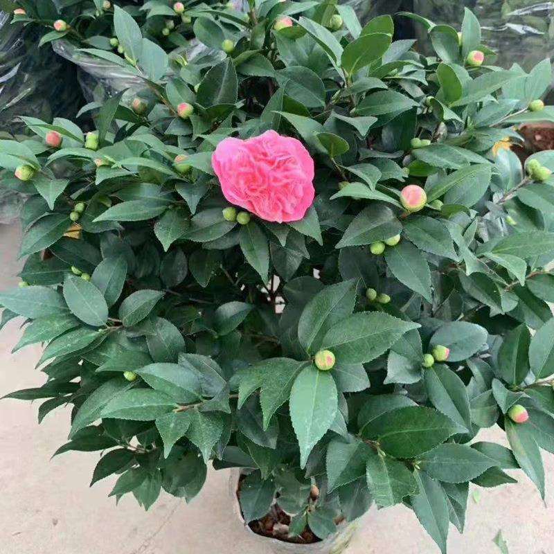 大量供应工程苗木室内盆栽绿植花卉带花带苞280#香茶花