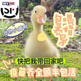 柯尔鸭活宠物体网红鸭幼崽柯达鸭赛级子物