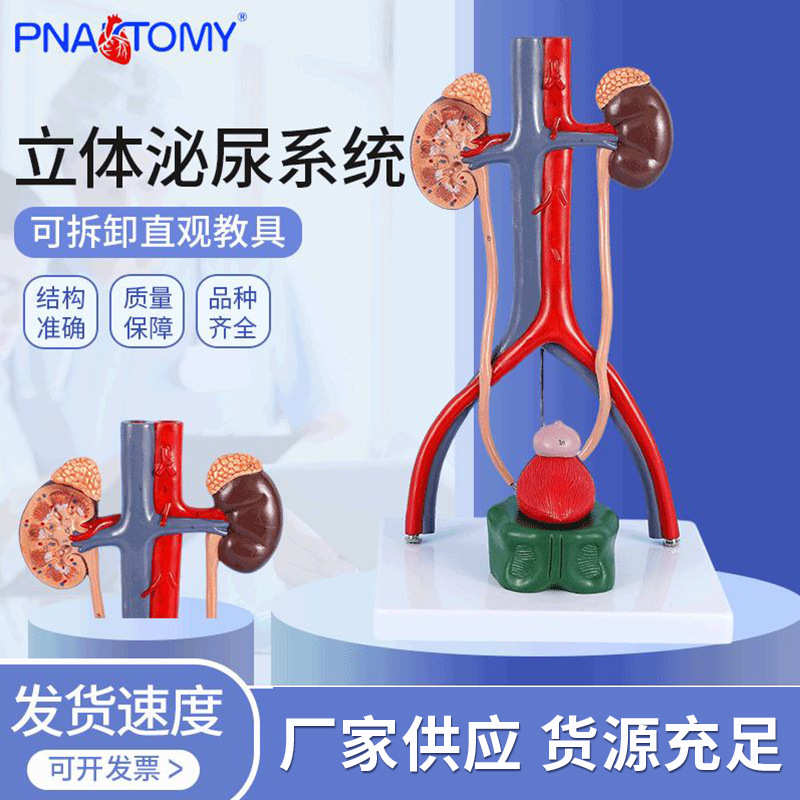 供应人体立体泌尿系统模型 人体肾脏模型动静脉模型 泌尿系统模型