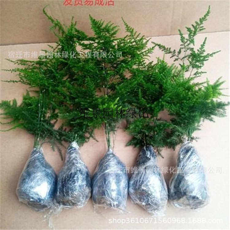 文竹盆景小苗桌面小植物盆栽四季常青好养创意简约办公室内好养