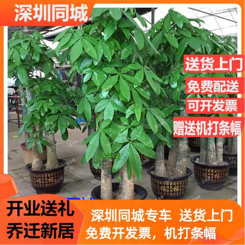 三杆大型发财树办公室绿植客厅新房盆景新居办公开 业乔迁深圳同