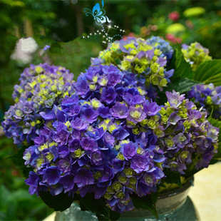 1加仑|虞城园艺 大花绣球你我相约 可调色八仙花绣球花苗鲜花盆栽