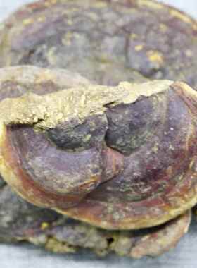 供应 灵芝 灵芝个参类滋补品