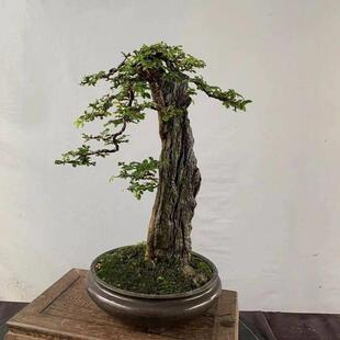 附石灵芝榆榆树 附石三角枫唐枫 办公室绿植盆景盆栽趣味