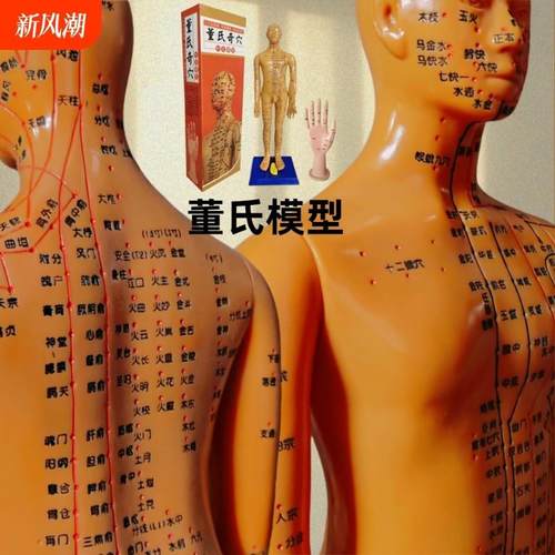 董氏奇穴专用人体穴位模型经穴模特十二经络中医全身刻字董氏扎针